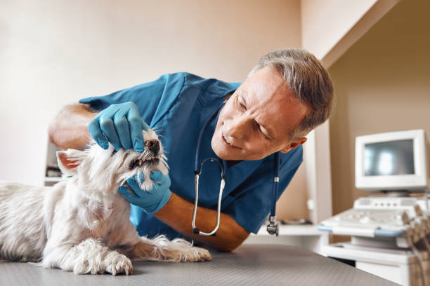 Best Dentist Open Late Near Me  in Locust Grove, OK